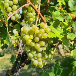 gruner-veltliner-traube-quadrat