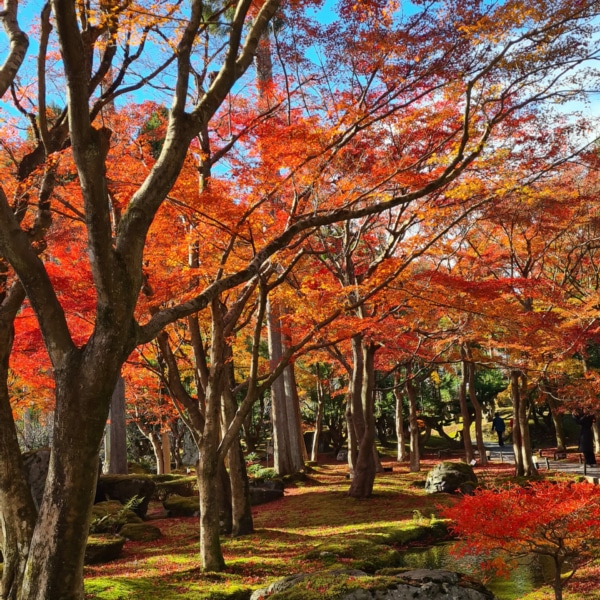 herbstverfarbung-japan-11