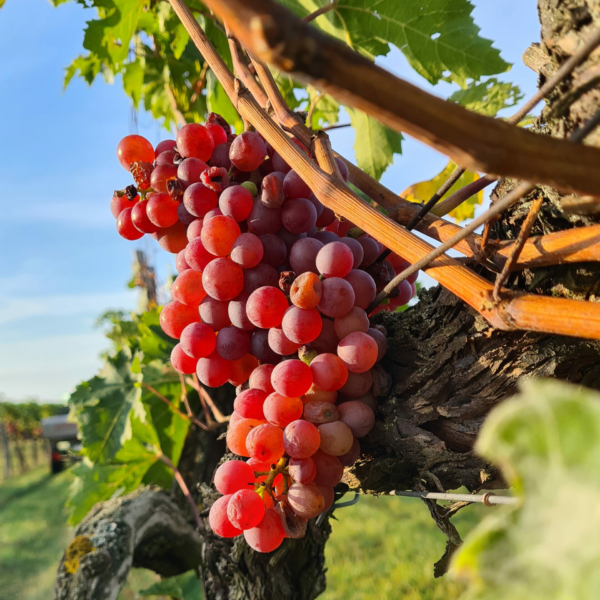 roter-veltliner-ried-kreimelberg-1000x1000