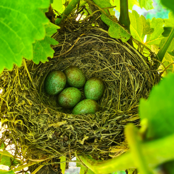 vogelnest-rebstock-11-2